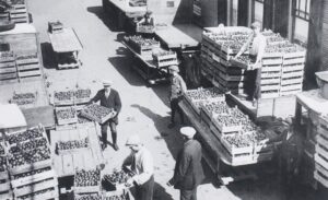  Jaarlijks werd er (zo rond 1927) meer dan 26 miljoen kilo tomaten geproduceerd.